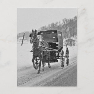 Caballo Amish y Buggy 3 postales