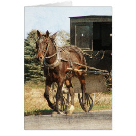 Caballo Amish y buggy todas las ocasiones
