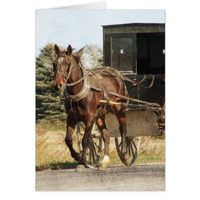 Caballo Amish y buggy todas las ocasiones (Frente)