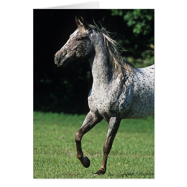 Caballo Appaloosa Corriendo 2 (Frente)