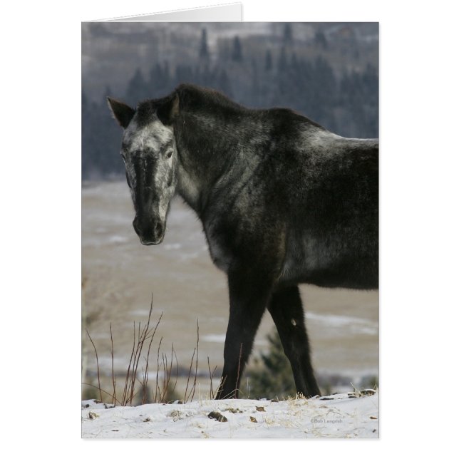 Caballo Appaloosa en la Nieve (Frente)