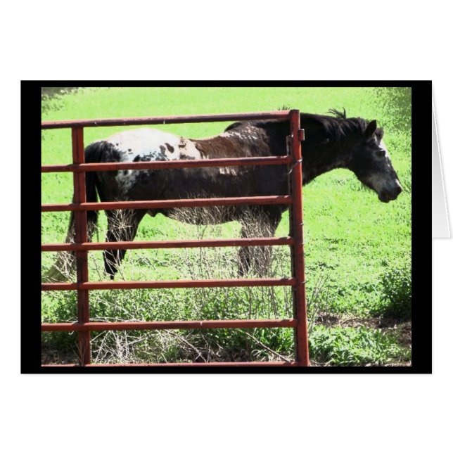 Caballo Appaloosa "Nick" (Anverso (Horizontal))