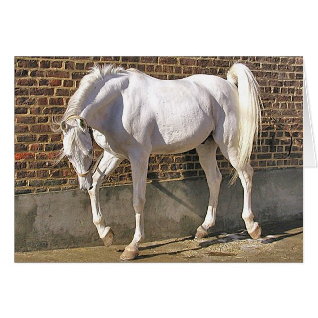 Caballo árabe blanco hermoso (Anverso (Horizontal))