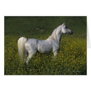 Caballo árabe de pie en flores