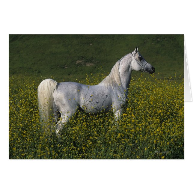 Caballo árabe de pie en flores (Anverso (Horizontal))