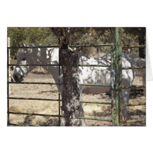 Caballo árabe de "Vato"