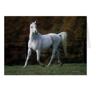 Caballo árabe en carrera 1