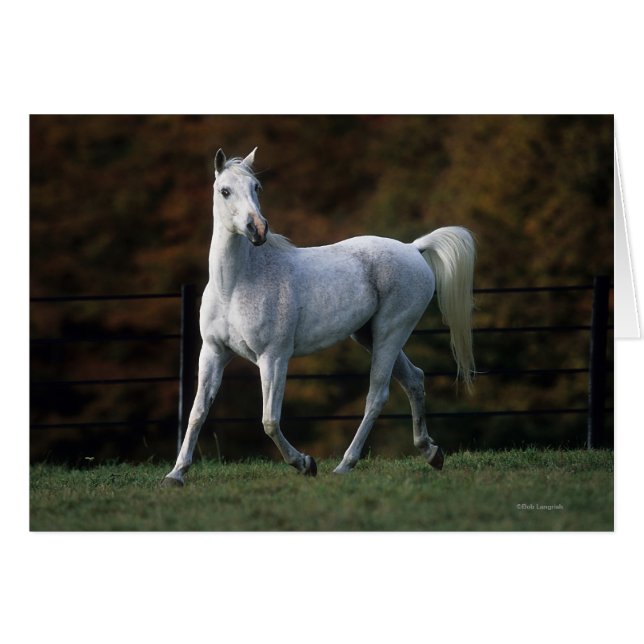 Caballo árabe en carrera 1 (Anverso (Horizontal))