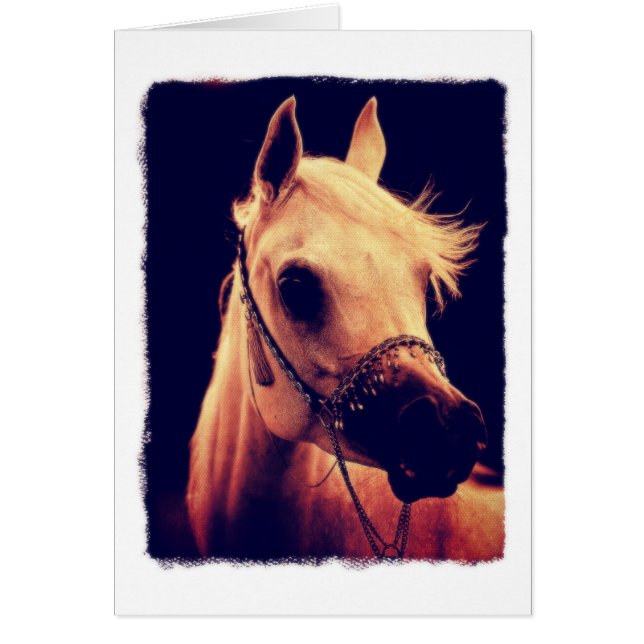 Caballo árabe en Show Halter (Frente)