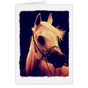 Caballo árabe en un halter de la demostración
