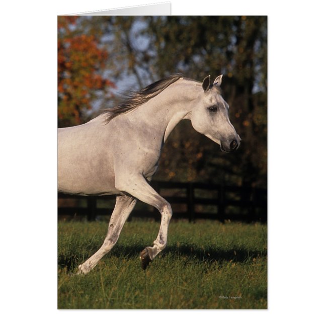 Caballo árabe: Otoño 2 (Frente)