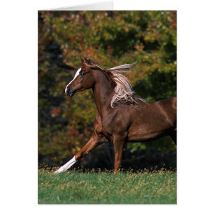 Caballo árabe que corre en campo herboso