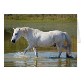 CABALLO BLANCO