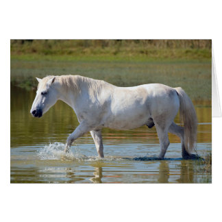 CABALLO BLANCO