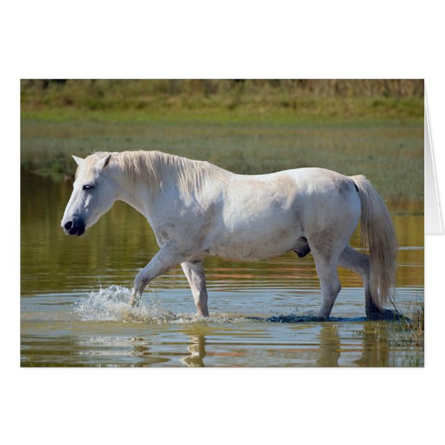 CABALLO BLANCO (Anverso (Horizontal))