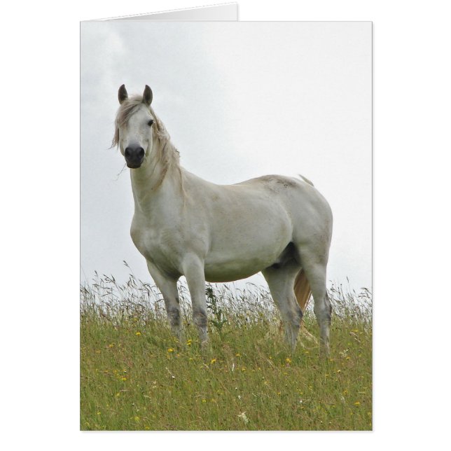 Caballo blanco (Frente)