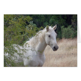 Caballo blanco