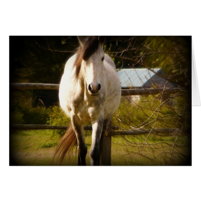 Caballo blanco (Anverso (Horizontal))