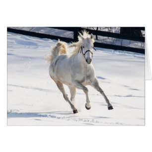 Caballo Blanco Corriendo En Nieve