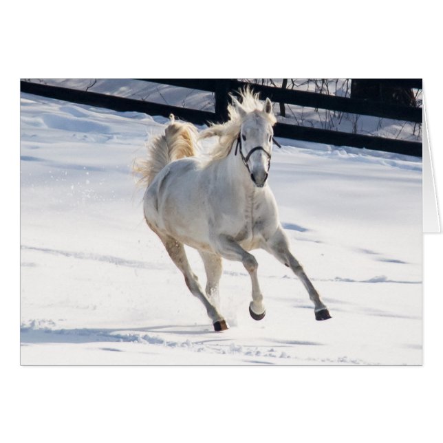 Caballo Blanco Corriendo En Nieve (Anverso (Horizontal))