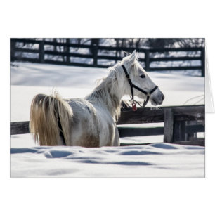 Caballo Blanco En Nieve