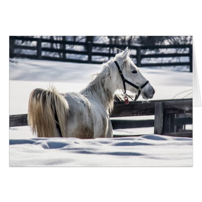 Caballo Blanco En Nieve (Anverso (Horizontal))