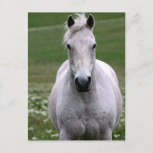 Caballo blanco en postal de campo