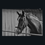 Caballo blanco negro - Arte fotográfico animal<br><div class="desc">Arte de Cabeza de Caballo - Cara de caballo - Fotografía de arte animal moderno</div>