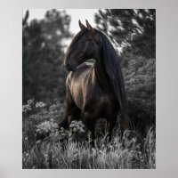 Caballo Blanco Negro Foto Póster Moderno
