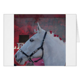 caballo blanco puro con brida negra y flores rojas