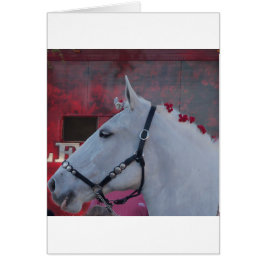 caballo blanco puro con brida negra y flores rojas