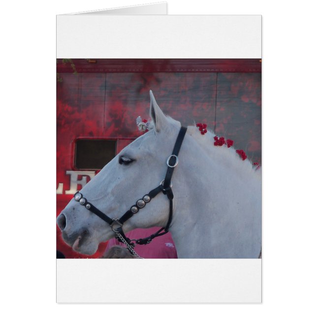 caballo blanco puro con brida negra y flores rojas (Frente)