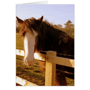 Caballo blanco suave