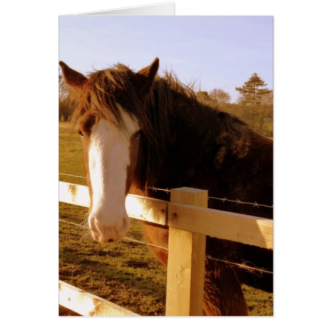 Caballo blanco suave (Frente)