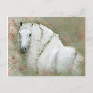 Caballo Blanco - Tarjeta Postal