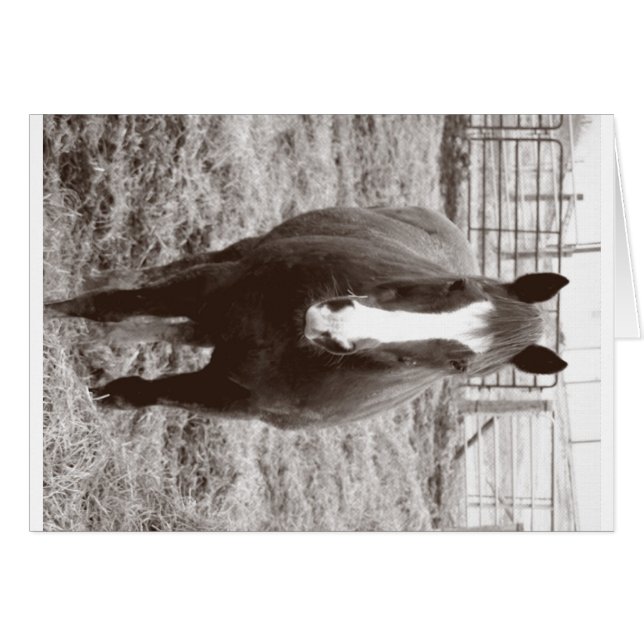 Caballo blanco y negro (Anverso (Horizontal))