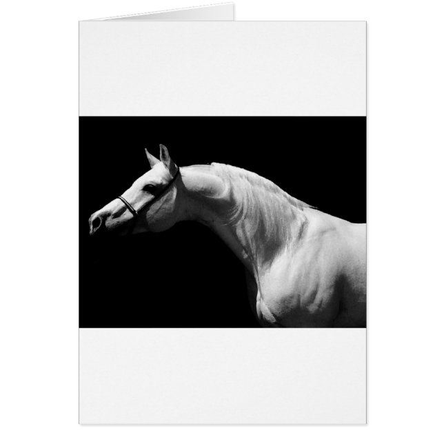 Caballo blanco y negro (Frente)