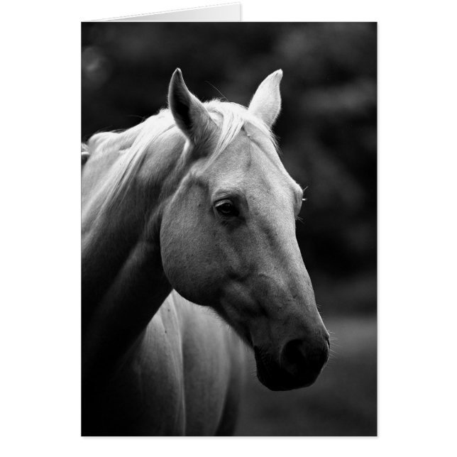 Caballo blanco y negro (Frente)