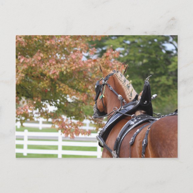 Caballo Borrador Belga en la tarjeta postal de la  (Anverso)