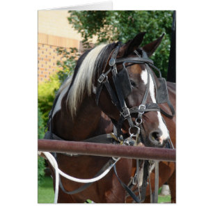 Caballo Buggy Bay Pinto Amish