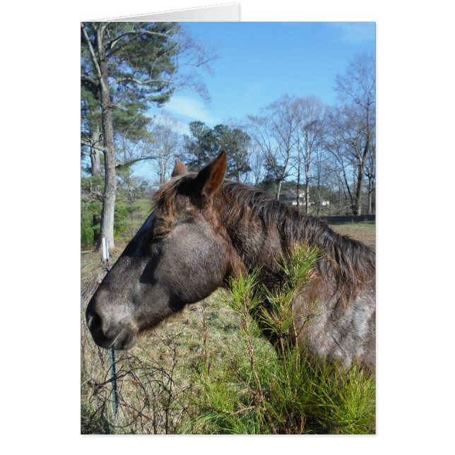 Caballo color Coco y Crema (Frente)