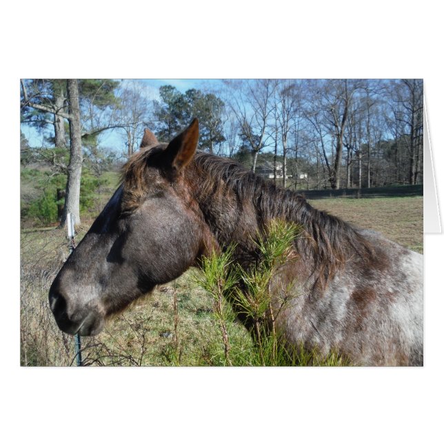 Caballo color Coco y Crema (Anverso (Horizontal))
