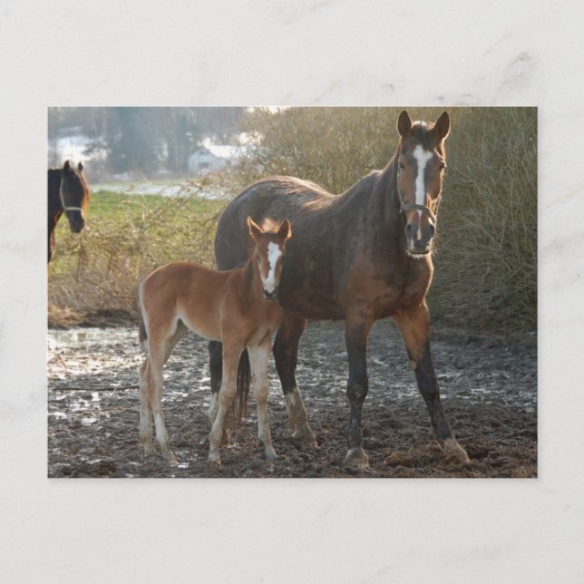 Caballo con postal (Anverso)