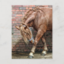 Caballo Con Postales Ecuestres De Yard