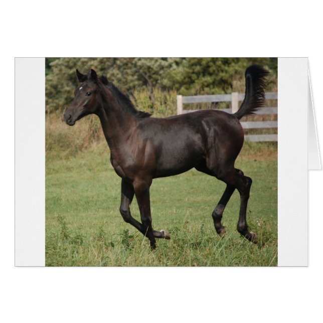 Caballo Corriendo-2 (Anverso (Horizontal))