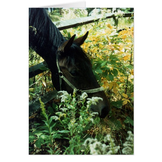 Caballo de afeitar (Frente)