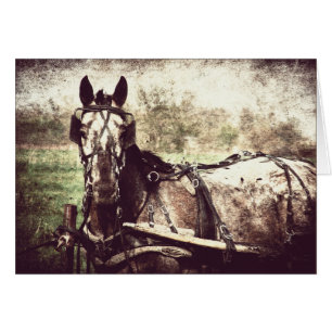 Caballo de Appaloosa