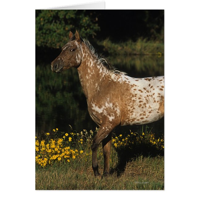 Caballo de Appaloosa parado a orillas del lago (Frente)