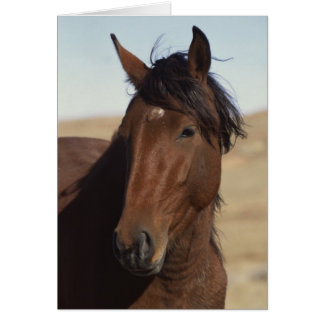 Caballo de Bahía en Viento