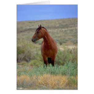 Caballo de Bahía Salvaje, Wyoming